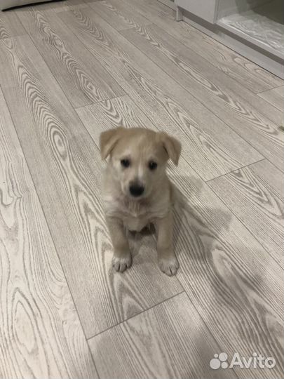 Щенки лабрадора метис