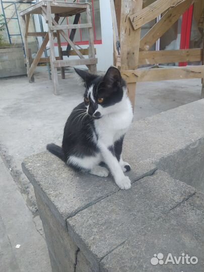 Котенок