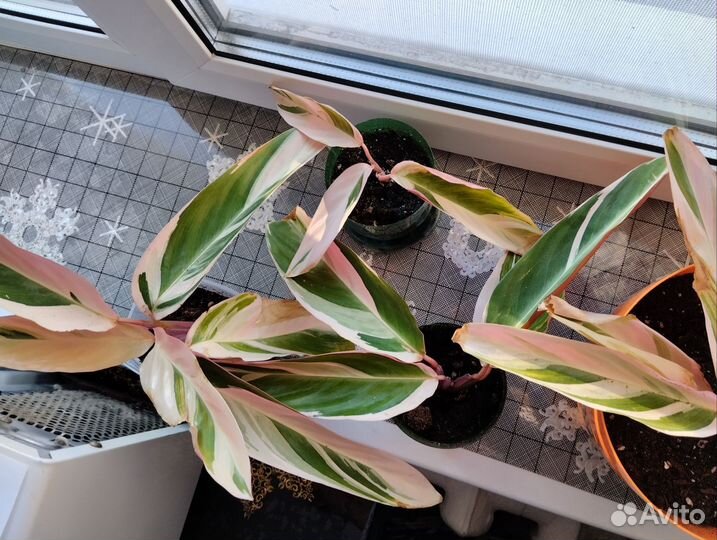 Комнатные растения