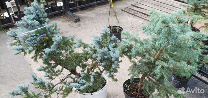 Ель голубая, Глаука глабоза, Сандерс блю, Коника