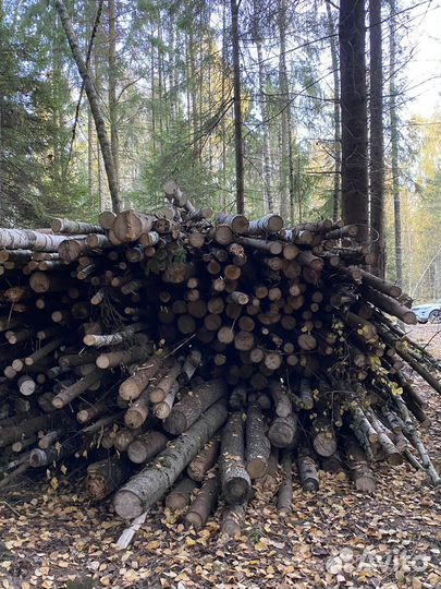 Деревья, бревна, лес, дрова