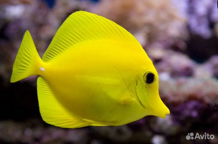 Рыбка Зебрасома Парусная желтая