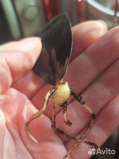 Замиокулькас черный равен