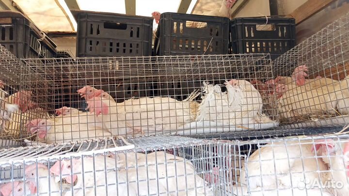 Куры несушки, уже несутся