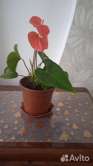 Антуриум лососевый