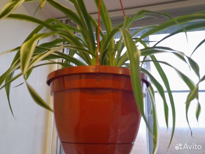 Хлорофитум