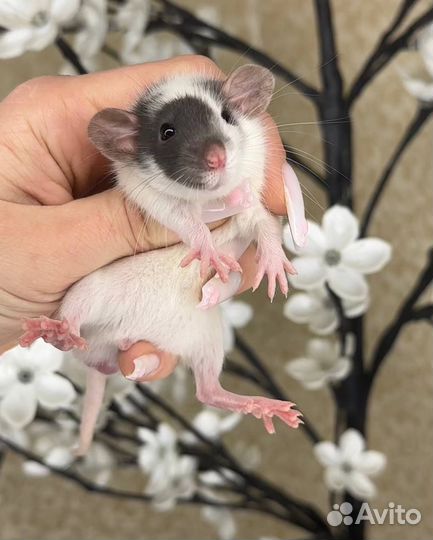 Дамбо крысы, крысята, крыса. Питомник