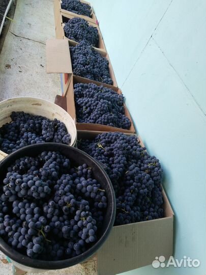 Виноград