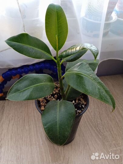 Комнатные растения