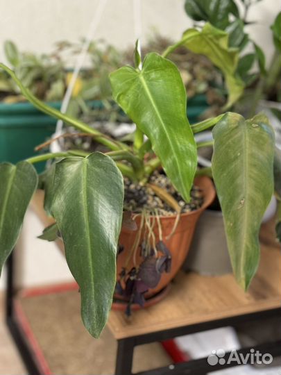 Филодендрон копьевидный