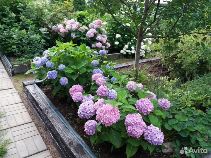 Гортензия крупнолистная