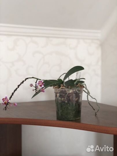 Орхидея фаленопсис пелорик