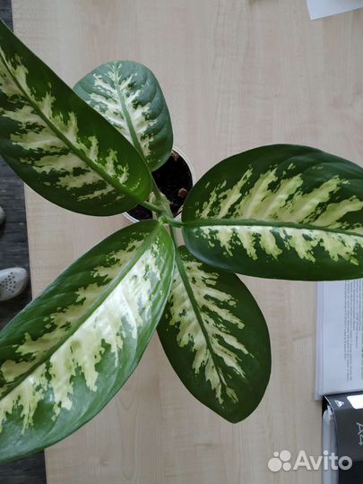 Диффенбахия