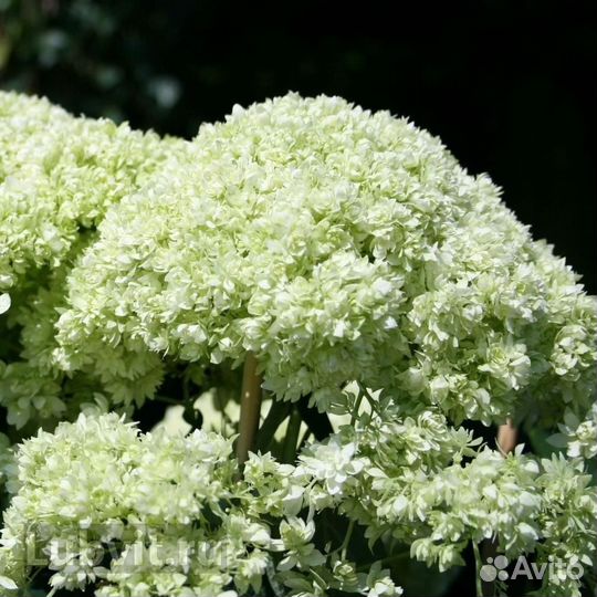 Гортензия саженцы