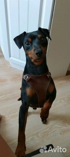 Профессиональная передержка собак