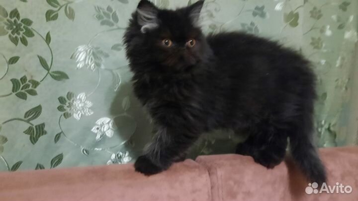 Персы и экзоты