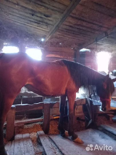 Лошадь, Кобыла