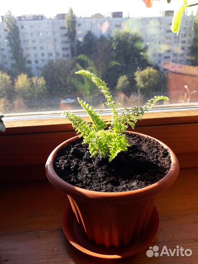 Папортник Нефролепис Кудрявый