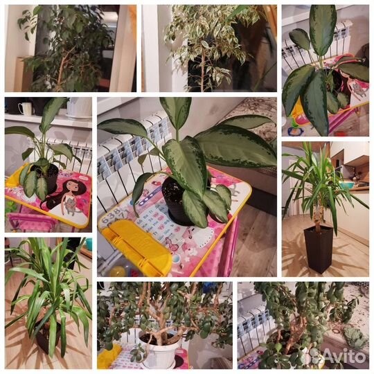 Продам цветы комнатные