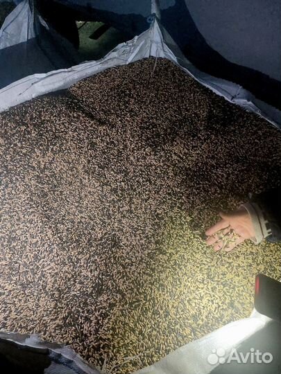 Корм (ячмень/семечки) для сельхоз. животных