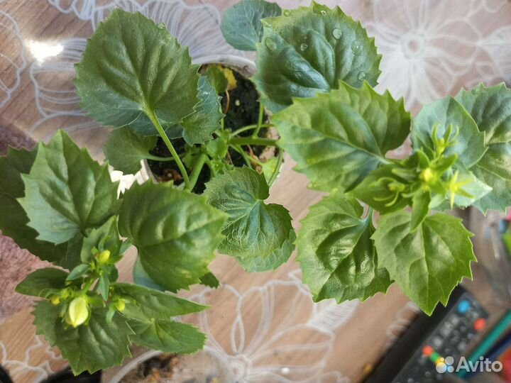 Кампанула невеста