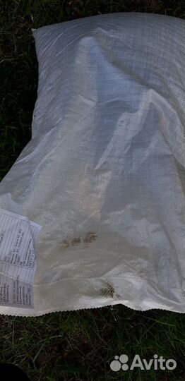 Семена подсолнечника