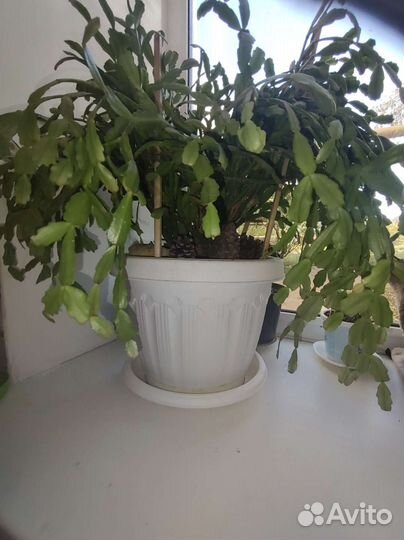 Рождественник)