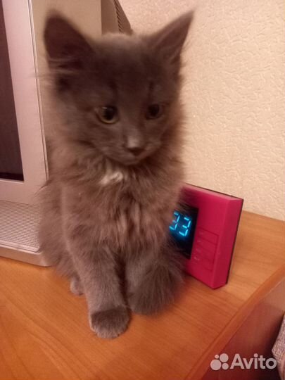 Братцы - Котики