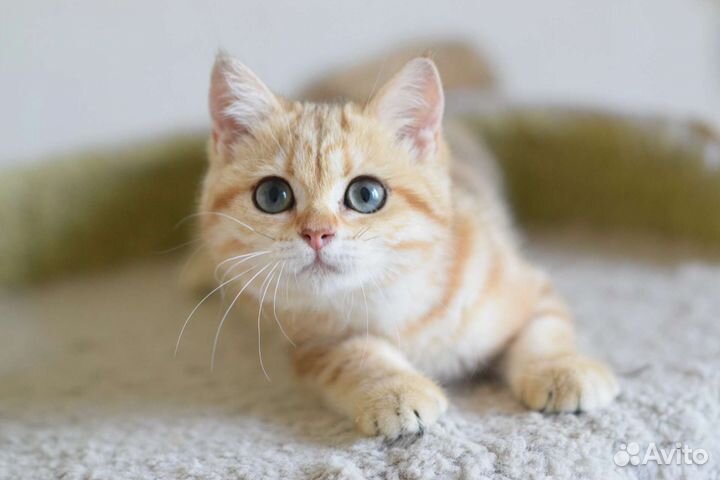 Золотая шиншилла