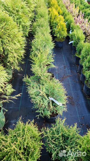Туя шаровидная Даника, глобоза, вудварди