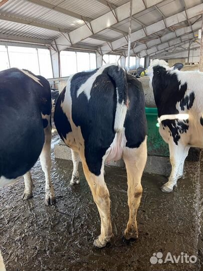 Телки нетели