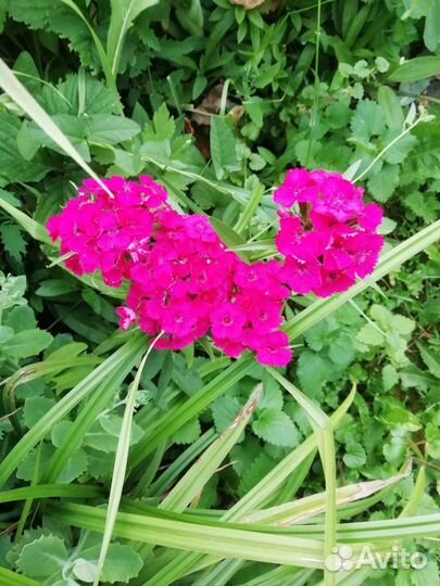 Ирисы, лилии, хосты, вербейник и др. Чёрная малина