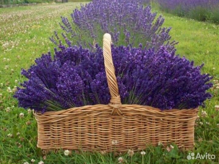 Лаванда английская узколистная. Высший сорт