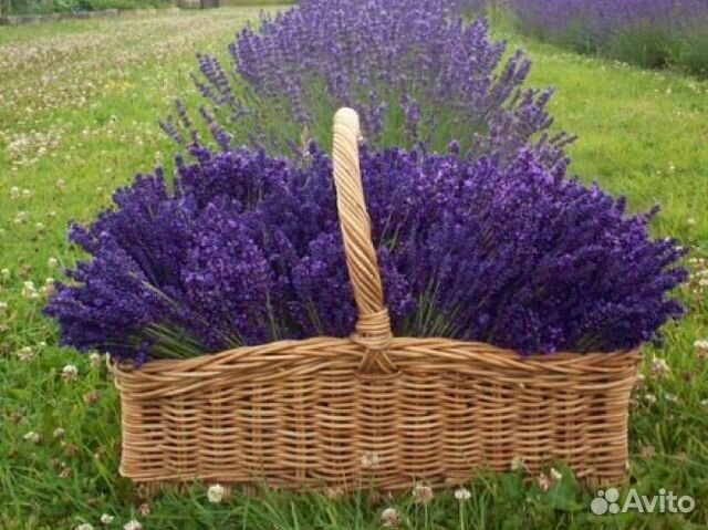 Лаванда английская узколистная. Высший сорт купить в Балашихе | Товары ...