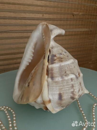 Морские ракушки раковины