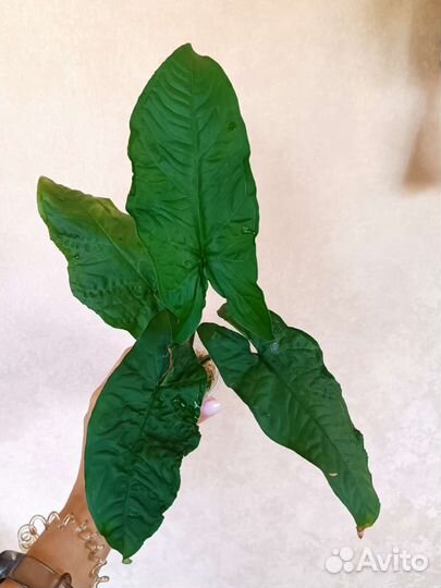 Сингониум австралия