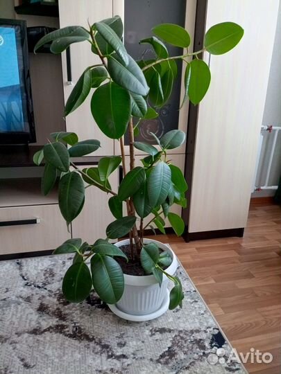 Фикус каучуконосный большой