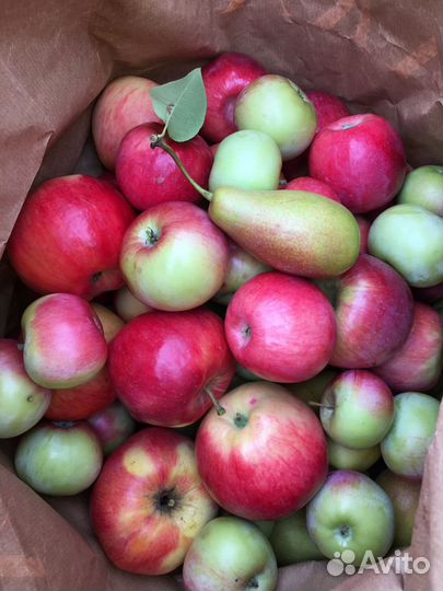 Яблоки и груши