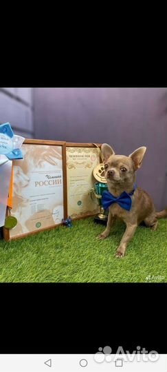 Вязка кобель чихуахуа