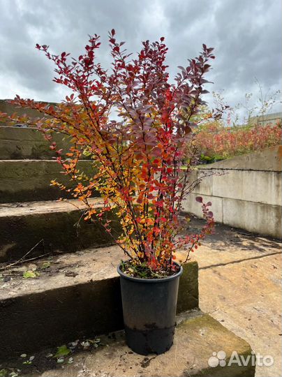 Барбарис 60-80