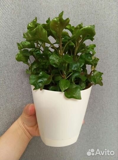 Альтернатера