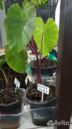 Колоказия Белая Лава