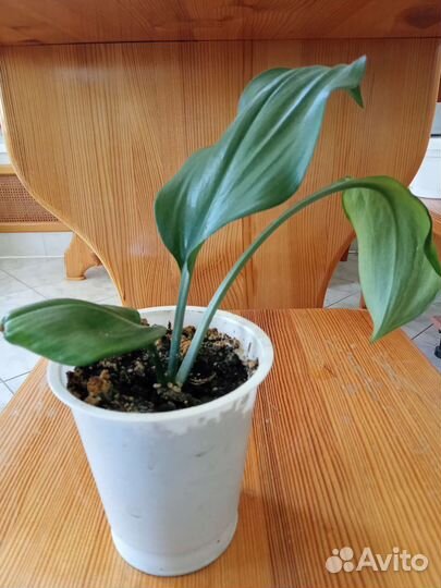 Эухарис (амазонская лилия)