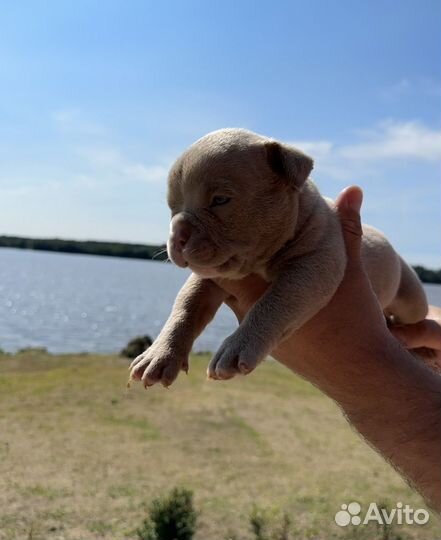 Щенки американского булли