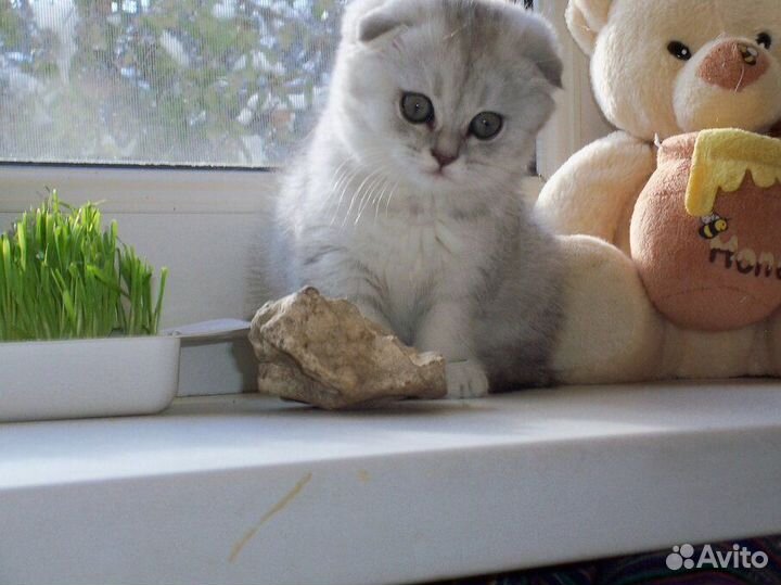 Продам котенка