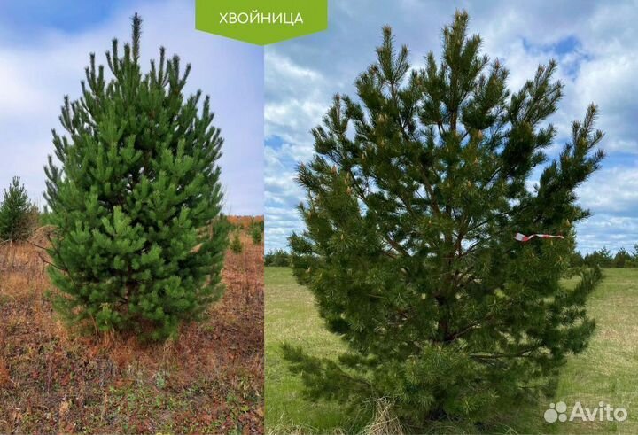 Сосна обыкновенная 5-7 м