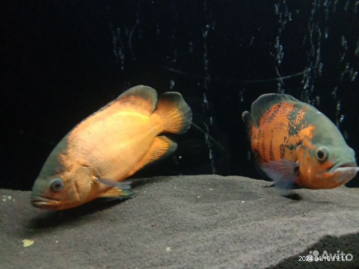 Астранотус