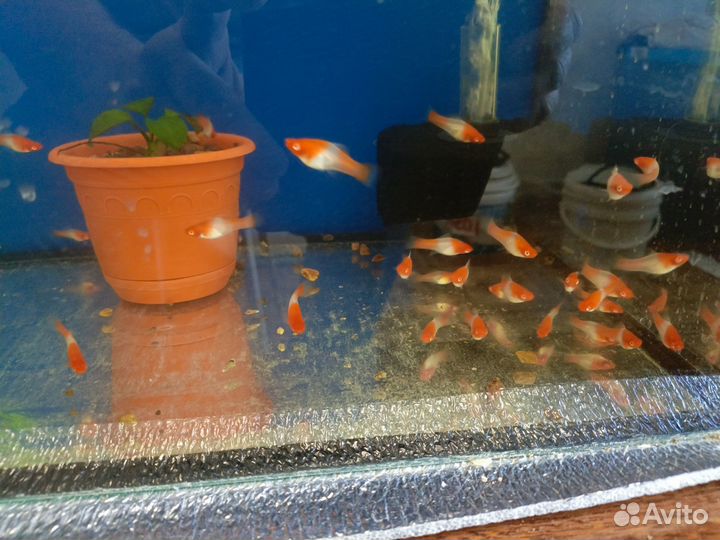 Аквариумы 4 шт, фильтра, компрессора, меченосцы