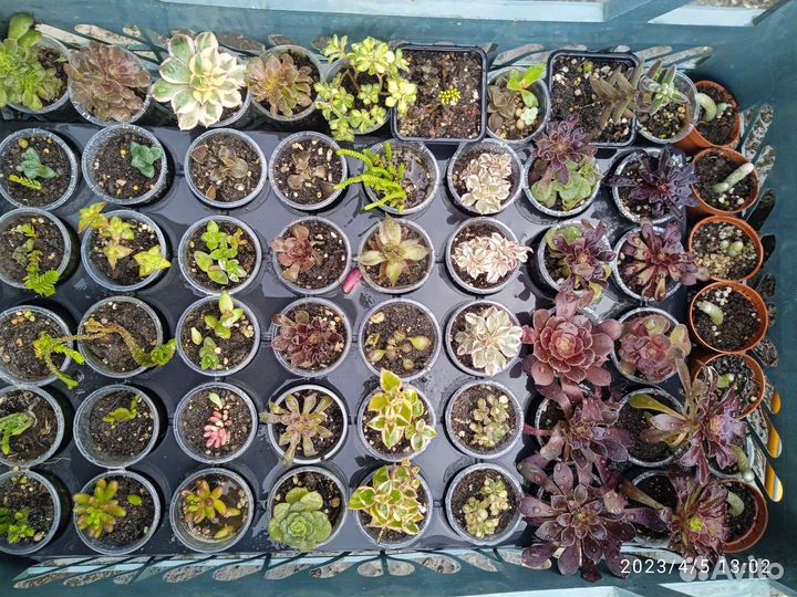 Суккуленты