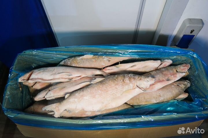 Сиг северный свежемороженый